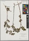Foto von Salix aurita L.